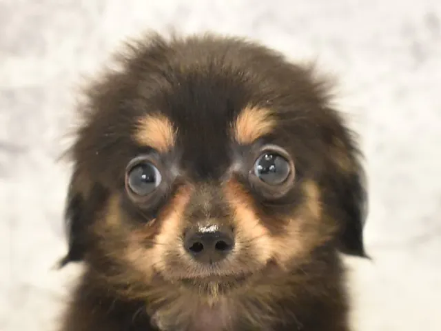 神奈川県のハーフ犬・ミックス犬 (ペッツワン三浦店/2025年5月1日生まれ/男の子/ブラックタン)の子犬
